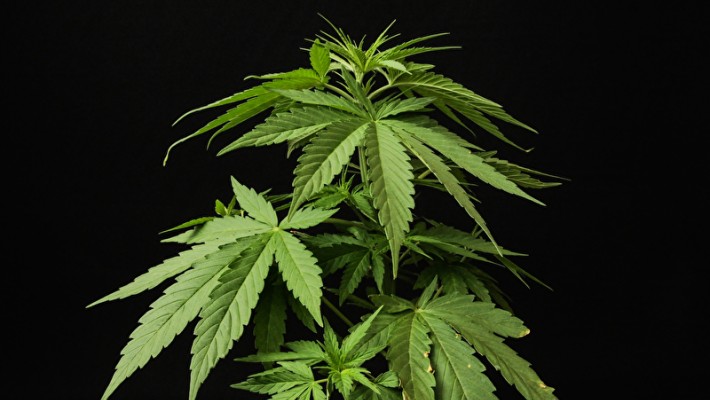 Marihuana panthermedia_11534947_800x531