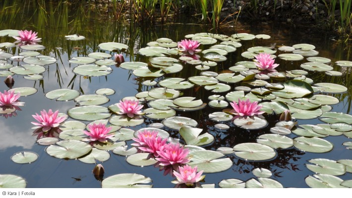 Fotolia_42352381_S-Gartenteich