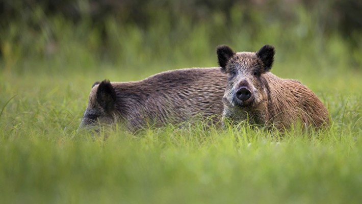 Wildschweine panthermedia_14091181_800x533